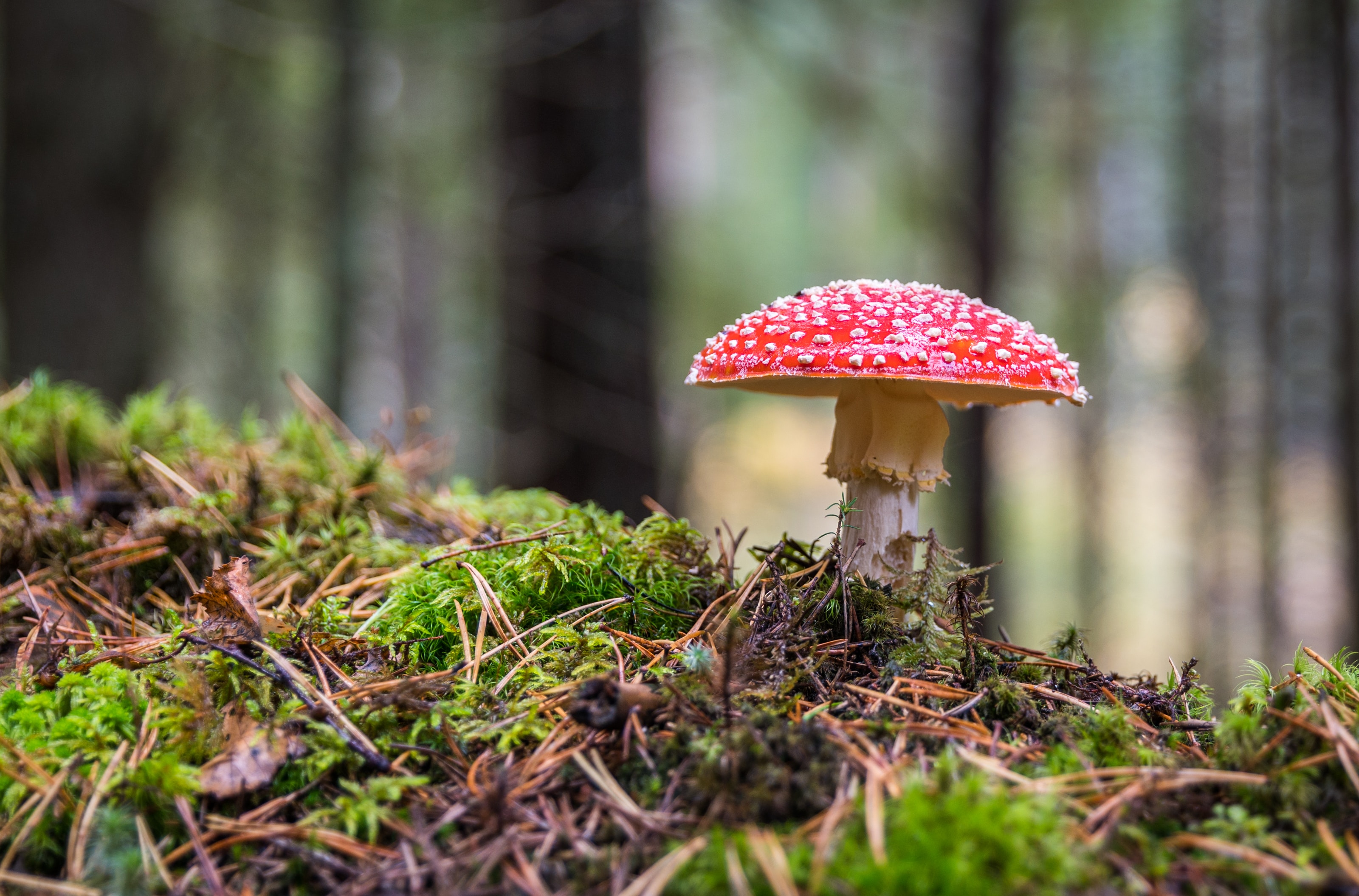 Mushroom Supplements Beneficial Effects to the Body