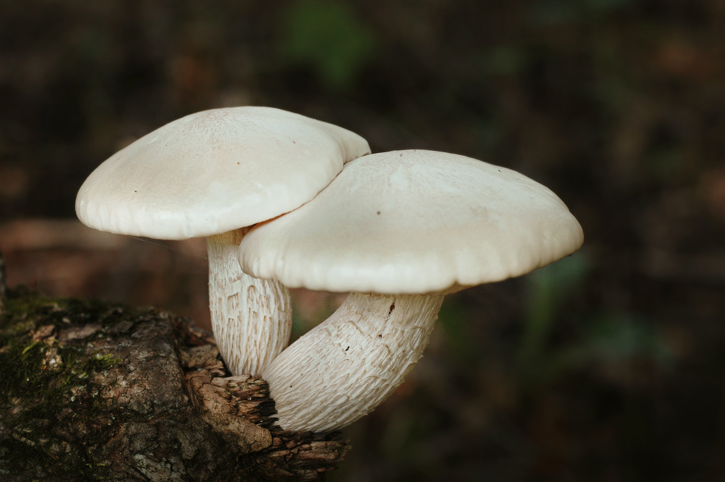 What Is The Ultimate Guide To Mushroom Supplements And Their Benefits