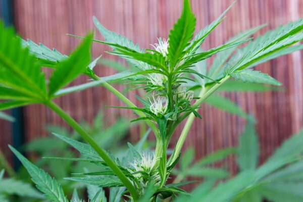 THCA and Creativity: Enhancing Your Artistic Side